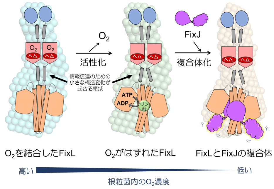図３. 二成分情報伝達系に属する酸素感知システムFixL／FixJの分子メカニズムの模式図
