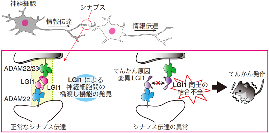 図1 LGI1-ADAM22によるシナプス伝達制御とLGI1変異によるてんかんの発症機構