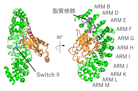図 2. SmgGDS-558（緑）/ファルネシル化RhoA（橙）複合体全体構造