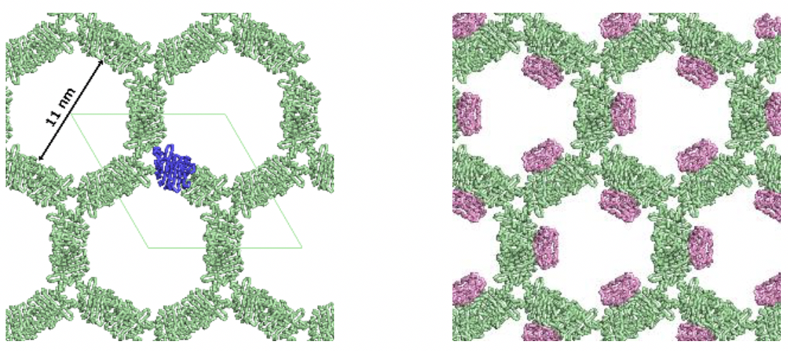 図１（左）R1ENの結晶格子。（右）R1EN-ユビキチンの結晶格子。