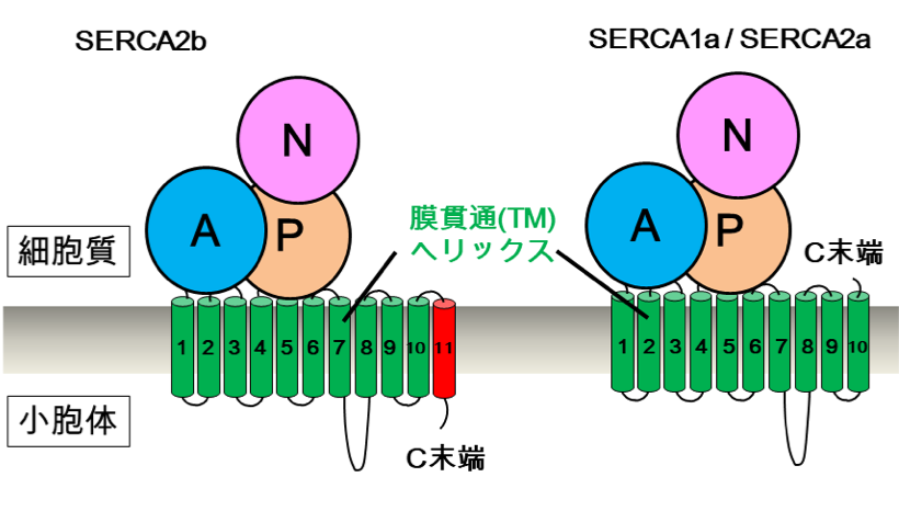 図1　SERCA2bとそのアイソフォームSERCA1a/SERCA2aの簡略図