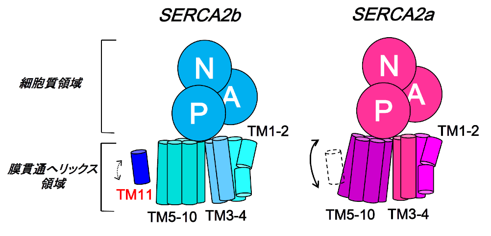 図4　TM11によるSERCA2bの膜貫通へリックス領域の動きの抑制