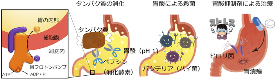 図2 胃酸の働き