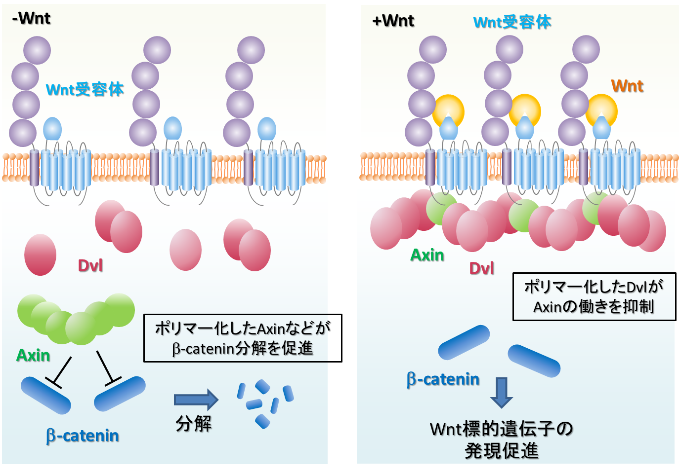 図１. Wnt/β-cateninシグナル伝達経路の概要