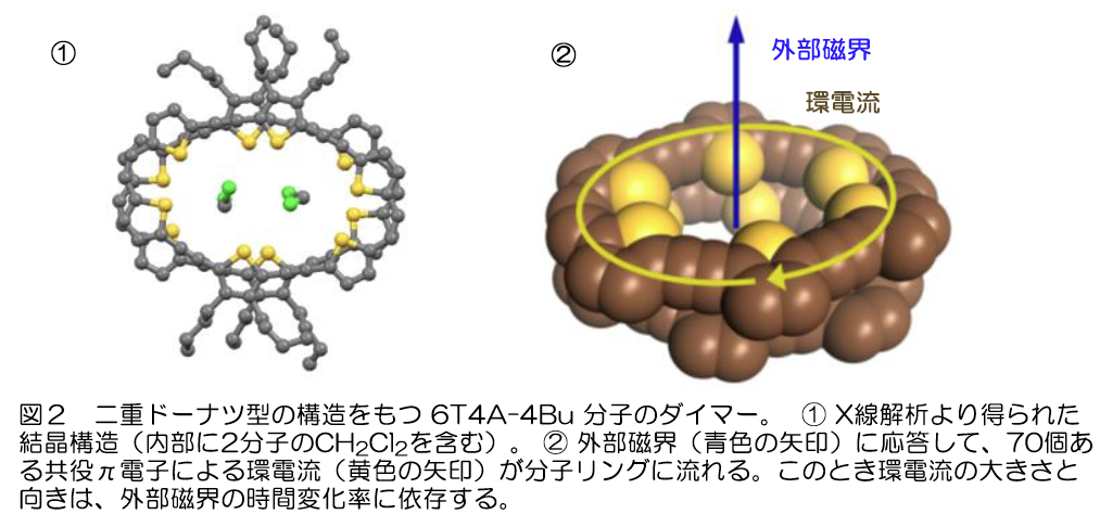 図2 二重ドーナツ型の構造をもつ6T4A-4Bu分子のダイマー