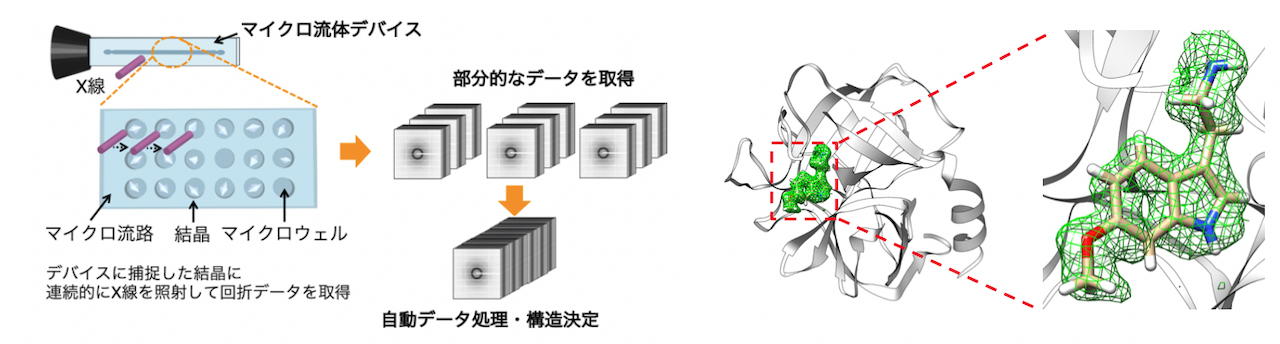 今回開発した測定法のイメージ（左）と決定したタンパク質−リガンド複合体の立体構造（右）