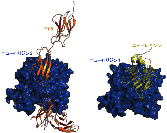 図1. ニューロリジン3- PTPδ複合体の構造