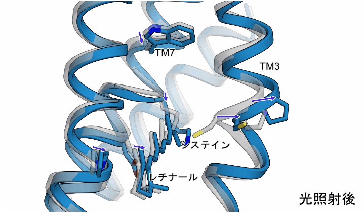 動画１：照射によって引き起こされたChR内部の構造変化。
