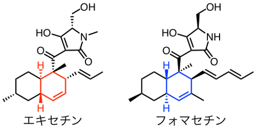 補足図3 エキセチンとフォマセチンの化学構造