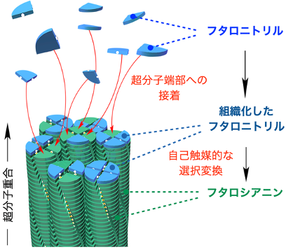 本研究における超分子重合の概要