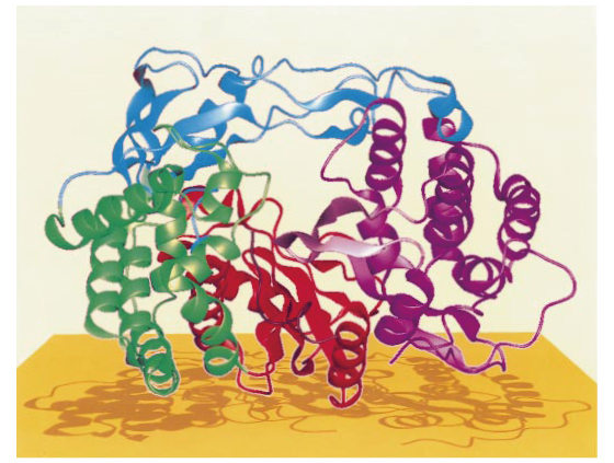 HCVウィルス由来RNA依存RNAポリメラーゼの立体構造