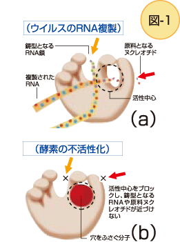 C型肝炎ウイルスに関する酵素の立体構造の解明