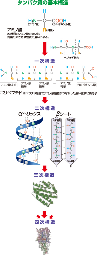 タンパク質の基礎知識