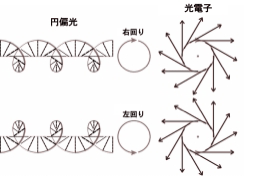 図2：左右円偏光と、それによって飛び出す光電子の拡がり方