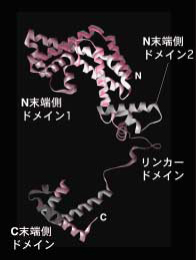 図1　RNAポリメラーゼホロ酵素に含まれるσサブユニットの立体構造