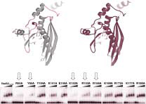 図2　部位特異的に変異を導入したアミノ酸残基およびその変異体のDNA結合活性。