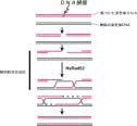 相同ＤＮＡ組換え