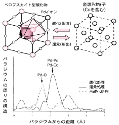 図3：EXAFSスペクトルを解析することによって得られたパラジ ウムの周りの構造の変化。