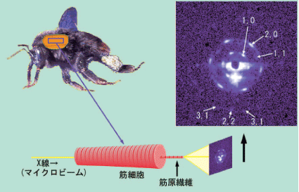 １本の筋原繊維からのＸ線回折像