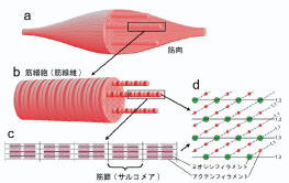 図1. 脊椎動物の骨格筋（横紋筋）の構造。
