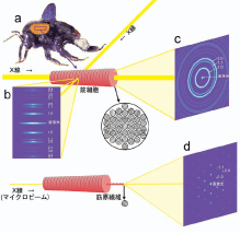 図2. マルハナバチ飛翔筋の筋細胞からX線回折像を記録する方法。