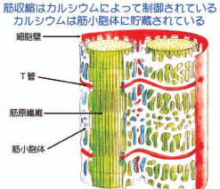 図1. 筋収縮はカルシウムによって制御されている。カルシウムは筋小胞体に貯蔵されている。