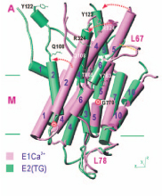 図2. 膜貫通部分に関し、カルシウムの結合時（紫色）と非結合時（緑色）の構造を重ね合わせたもの。