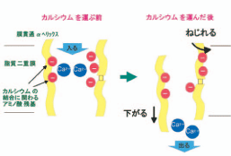 図3. カルシウム結合部位の構造変化