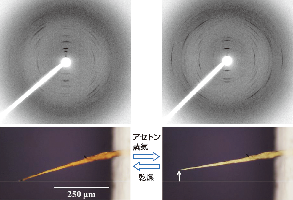 図2　環状チオフェンオリゴマー誘導体の繊維状固体の、アセトン蒸気の有無によるX線回折像（上）および色と形状の変化（下）