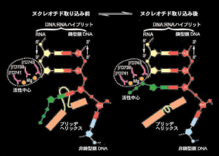 図2.マルチサブユニット型RNAポリメラーゼによるRNA合成のモデル。