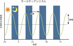 図1 サーカディアンリズムの基本的な性質。