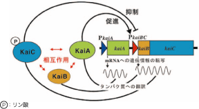 図2 シアノバクテリアの生物時計のフィードバック制御モデルの概念図。