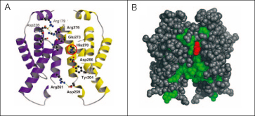 図4 KaiAタンパク質の立体構造。