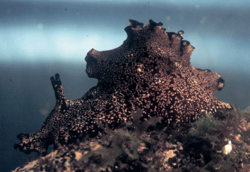 アメフラシはこんな生き物