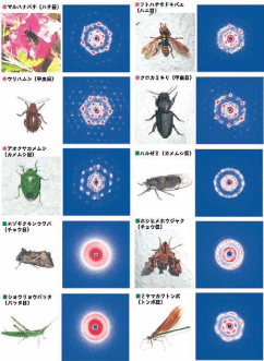 SPring-8 NEWS 30号(2007.1月号) — SPring-8 Web Site SPring-8 NEWS 30号(2007.1月号) — SPring-8 Web Site