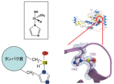 天然で初めて見つかった超原子価化合物