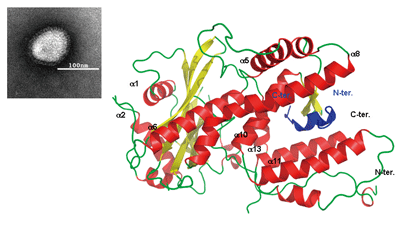 インフルエンザウイルス（左）と増殖に関わる酵素、RNAポリメラーゼの構造の一部（右）
