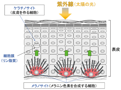 メラノサイトで作られたメラニン色素が、ケラチノサイトに移動して細胞が角質化すると皮膚は黒くなる。