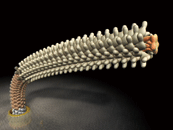 べん毛のCGイメージ