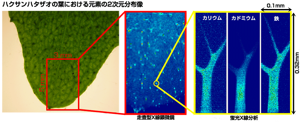 ハクサンハタザオの葉における2次元分布像