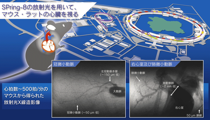 表紙の図