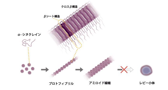 図2　試験管内でのα-シヌクレインの凝集実験の概略