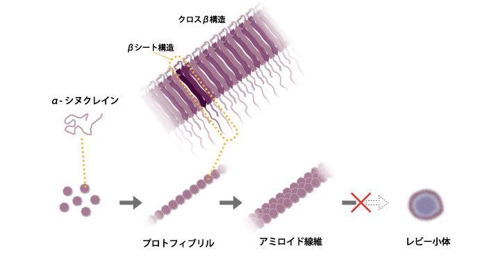 図2 試験管内でのα-シヌクレインの凝集実験の概略