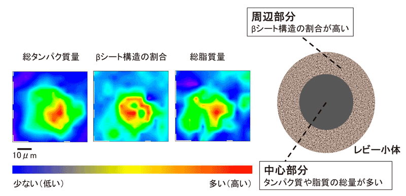 図3　赤外分光による典型的なレビー小体の解析結果