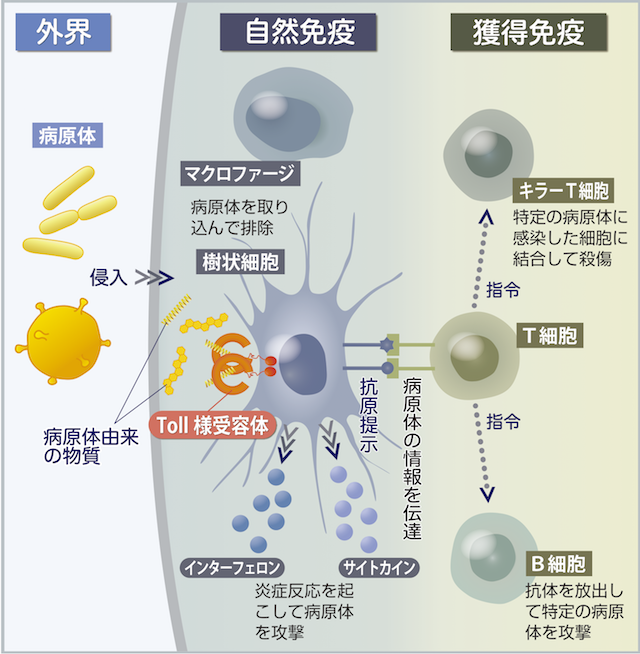 図1　免疫システムの仕組み