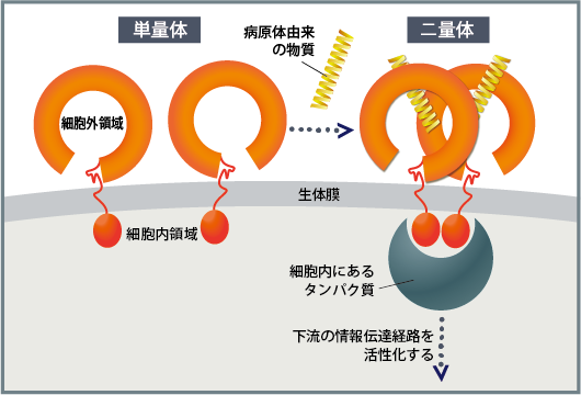 図2　TLRの活性化