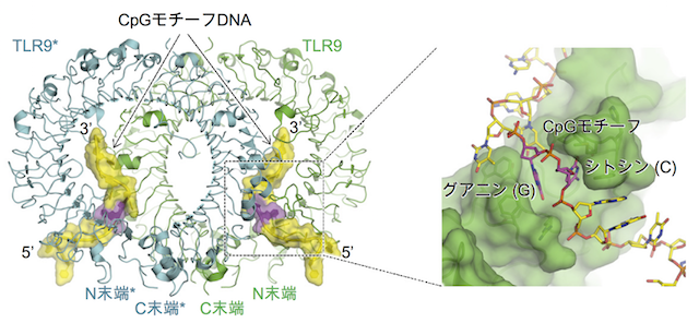 図3　微生物由来のCpG配列を持つDNAが結合しているTLR9の立体構造