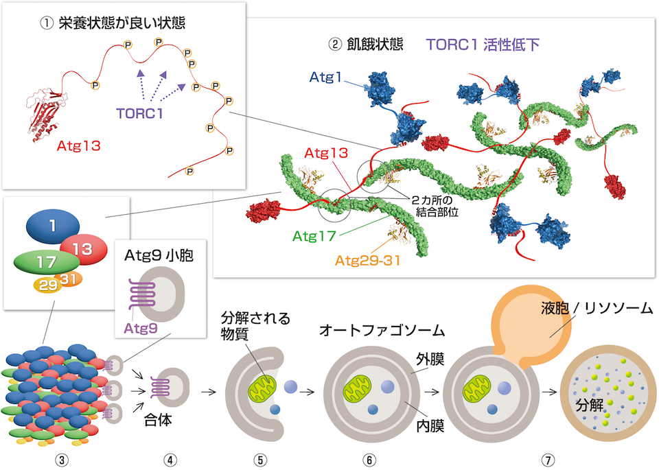 ファジー オート オートファジー（自食作用）とは？オートファジーが体内でもたらすこと