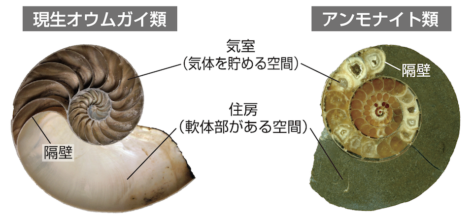 アンモナイトの化石