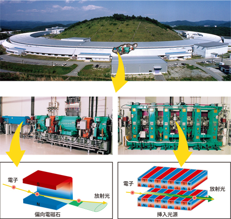 図2.蓄積リング棟の中には、電子ビームを周回させる装置と、放射光を発生させるための偏向電磁石と挿入光源（光増強器）があります。